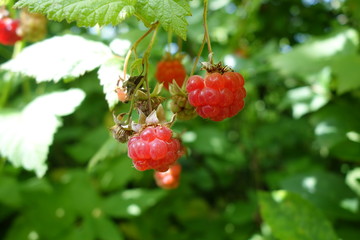 Raspberry bush