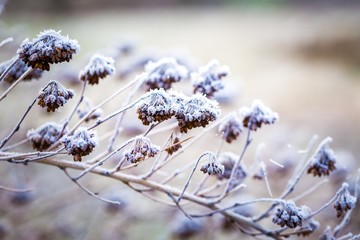 Rime on plants at cold winter day