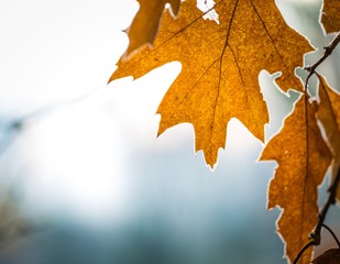 Rime on plants at cold winter day
