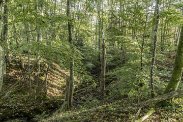 Fototapeta premium drzewa w dolinie dzikiej przyrody rano w eifel