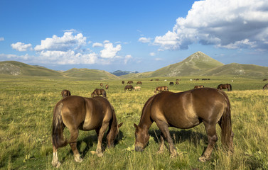 Beautiful brown horses under a cloudy sky