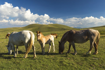 Brown foal next to His herd under a blue sky