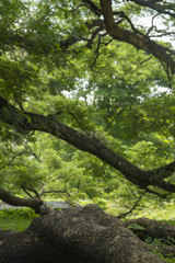 very big tree in Thailand