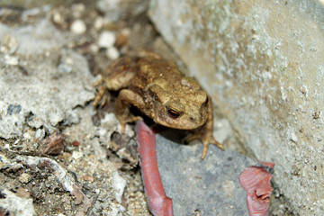 Frosch