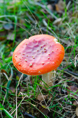 Amanita muscaria in autumn forest