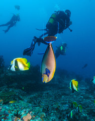 A School of banner fish, the Maldives