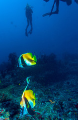 Fototapeta premium A School of banner fish, the Maldives