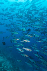School of black and white snappers (Macolor niger), Maldives