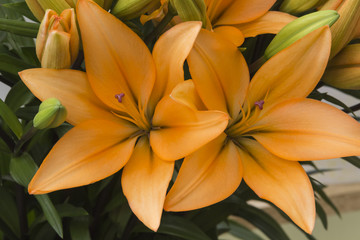 Lily flower - Lilies - Lilium. Plants growing from bulbs. Large prominent flowers.