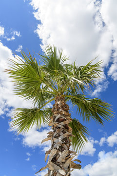 Palm tree against blue sky with white clouds with sunstars and lens flare for artistic effect