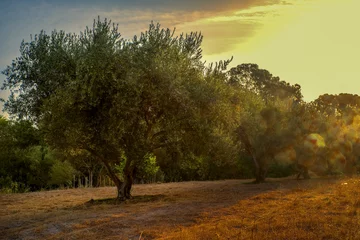 Photo sur Plexiglas Olivier Olive trees
