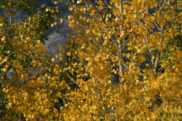 Detail, autumn poplar leaves