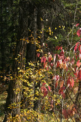 Red osier dogwood branches