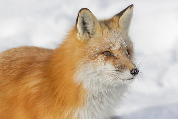fox portrait