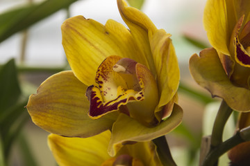 Orchids. Beautiful and elegant flowers.
