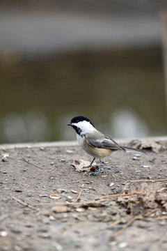 m&eacute;sange &agrave; t&ecirc;te noire