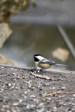 m&eacute;sange &agrave; t&ecirc;te noire