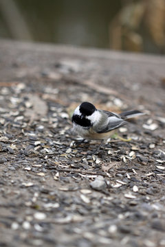 m&eacute;sange &agrave; t&ecirc;te noire