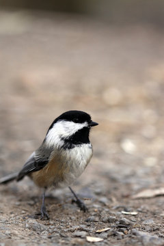 m&eacute;sange &agrave; t&ecirc;te noire