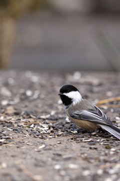 m&eacute;sange &agrave; t&ecirc;te noire