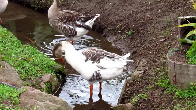 patos al agua