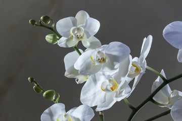 Fototapeta na wymiar Orchids. Beautiful and elegant flowers. 