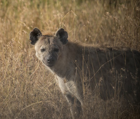 Hyena, Tanzania