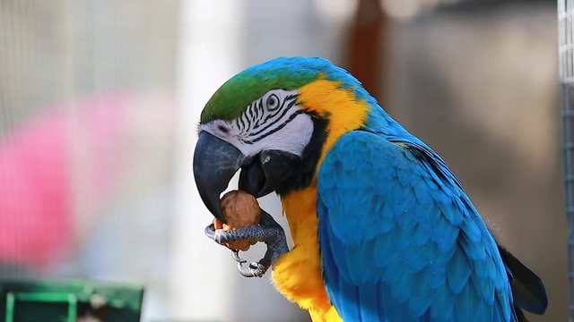 Blue and Yellow Macaw Cracking Walnut