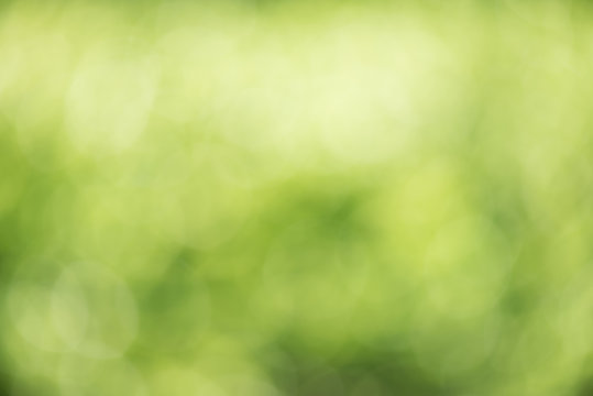 Green nature blur background, Green nature defocus and abstract