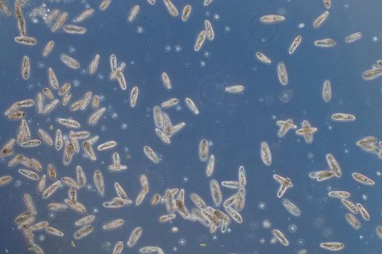 Paramecium is a genus of unicellular ciliated protozoa