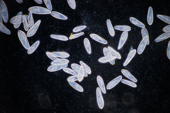 Paramecium is a genus of unicellular ciliated protozoa