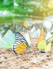 Cluster of butterflies on the ground, Kaeng Krachan National Park, Thailand. Picture on soft background.