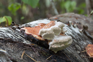 Polypore growing on birch wood