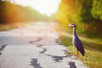Blue heron standing on the side of the road waiting for his ride - 126596990