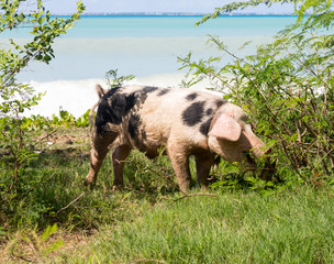 Wild pig on beach in St Martin