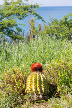 Turk's Cap cactus on St Martin