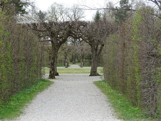 Labyrinth grove.