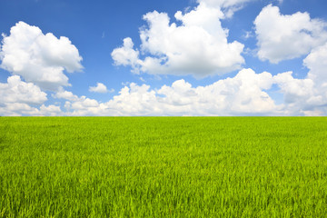 Rice field and blue sky background