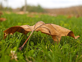 Dry leaves on the grass