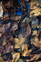 frozen autumn leaves