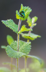 metalic green beetles mating on top of a green plant