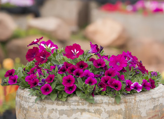 Purple petunia flowers