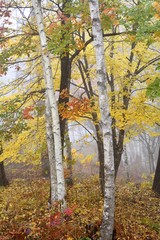 秋の霧に包まれる色彩豊かな白樺林