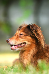 portrait of a brown dog