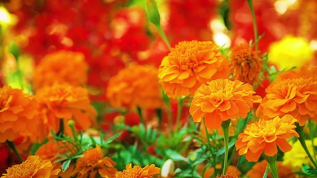 Marigold orange flower
