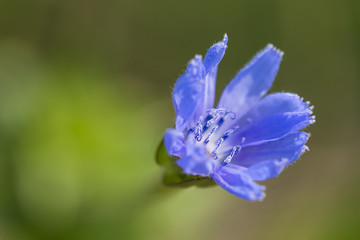 macro of a blue wildflower