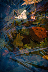 frozen autumn leaves