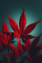 Japanese maple tree in crimson - 126601323