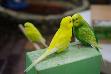 love bird