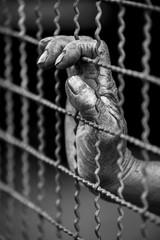 prisoner hand in jail. freedom concept